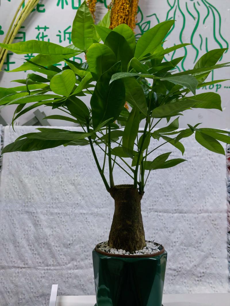 自贡绿植盆栽养护团队避坑指南:专业养护方法与商家选择全攻略