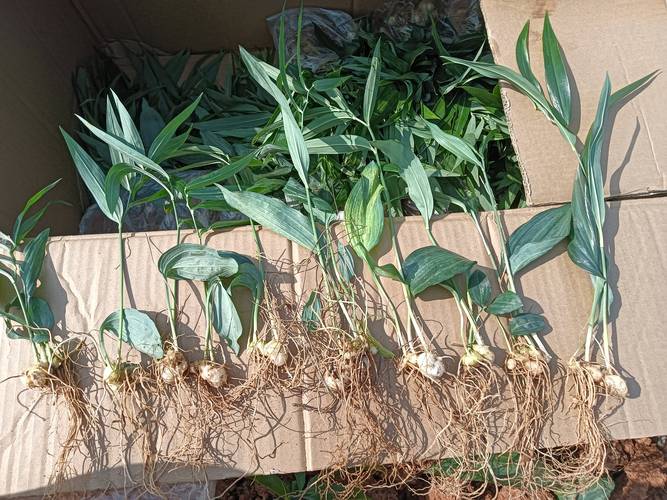 2026白银水草种植厂家推荐：水生湿地型植物科学种植与甄选指