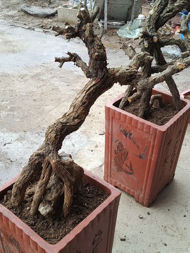 海西同城景观盆景二手出售前十盘点:工程绿化采购中的规格筛选与