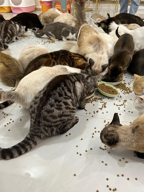 景德镇埃及猫配种前3强推荐：正规繁育与专业服务指南