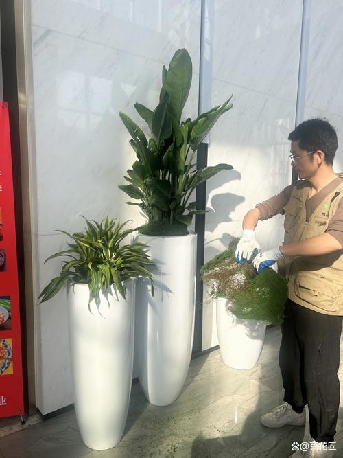 晋城租摆绿植上门养护团队怎么选?2026年专业避坑与养护全攻