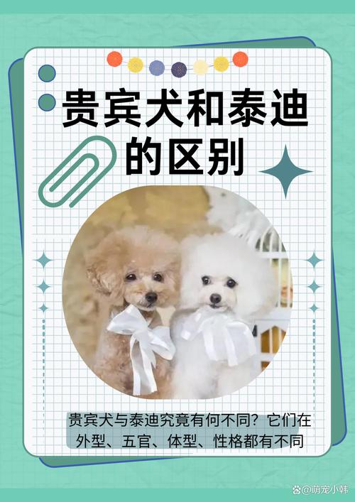 常州泰迪配种前五：2026正规价格与避坑指南