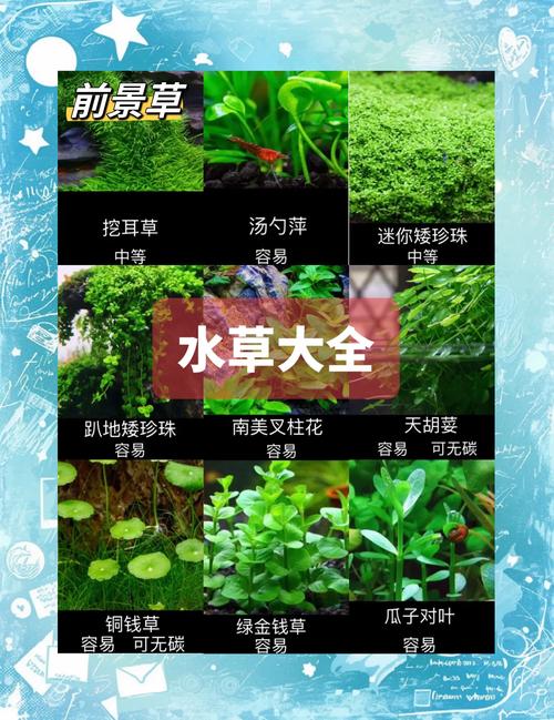 2026延边水草种植厂家口碑推荐与水生植物全生命周期养护指南