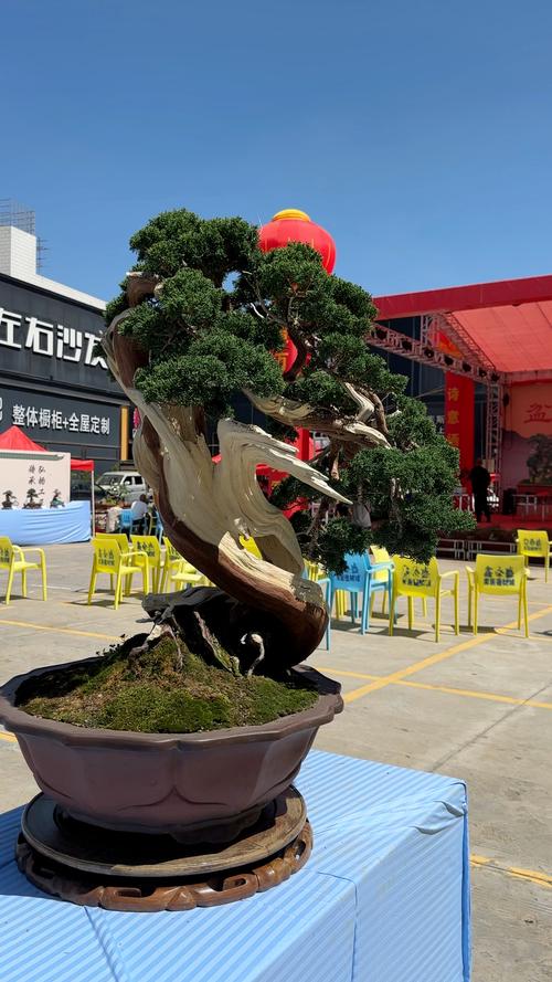 2026曲靖盆景加工厂实力盘点:寻找靠谱供应商的避坑指南与推