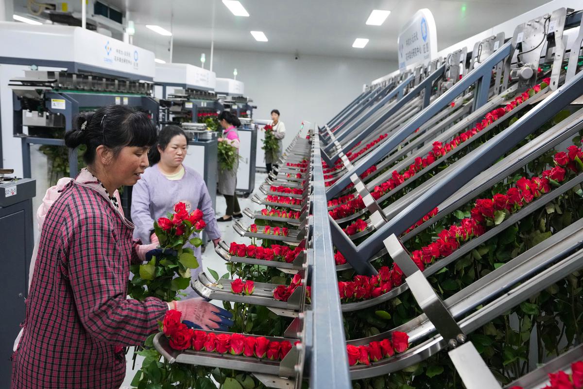 2026阿坝鲜花切花加工厂专业推荐与选购指南：如何挑选靠谱源