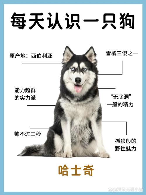 2026鄂尔多斯哈士奇配种前3强推荐：专业正规口碑与费用盘点