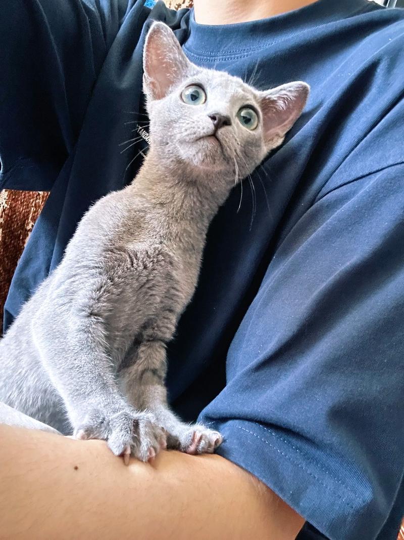 北京俄罗斯蓝猫出售多少钱？2026年正规选购价格区间与避坑指