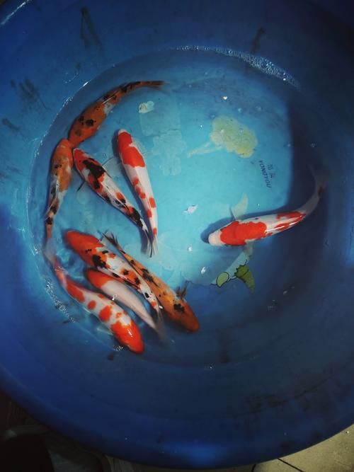 2026年日照锦鲤十强榜单盘点:日照哪里买锦鲤好?日照锦鲤养