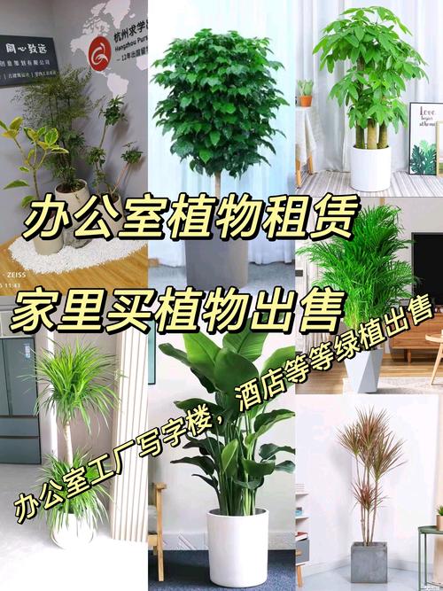 2026杭州鲜花绿植代理商前3强盘点：价格透明且口碑好的供应