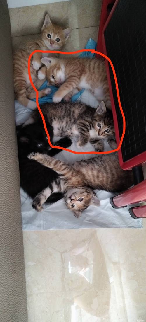 包头加菲猫配种盘点：正规繁育机构推荐、价格参考及避坑指南