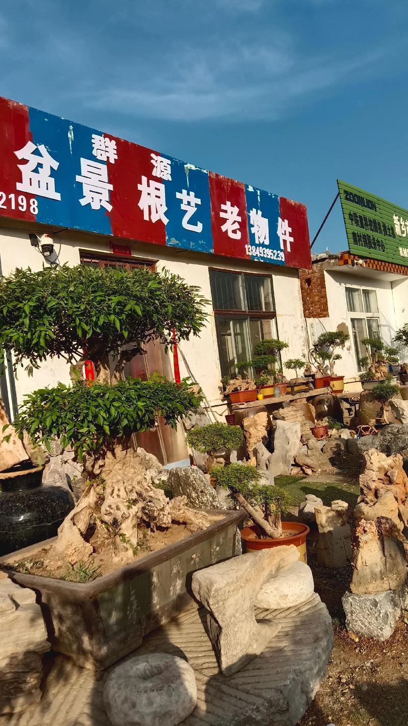 嘉峪关哪里有奇石盆景转让哪家好?2026年本地选购渠道与口碑