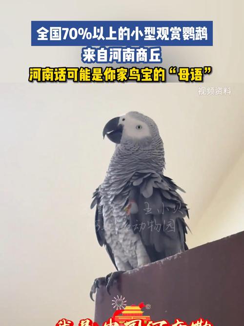 2026商丘本地观赏鸟类推荐：TOP5热门品种盘点与选购指南