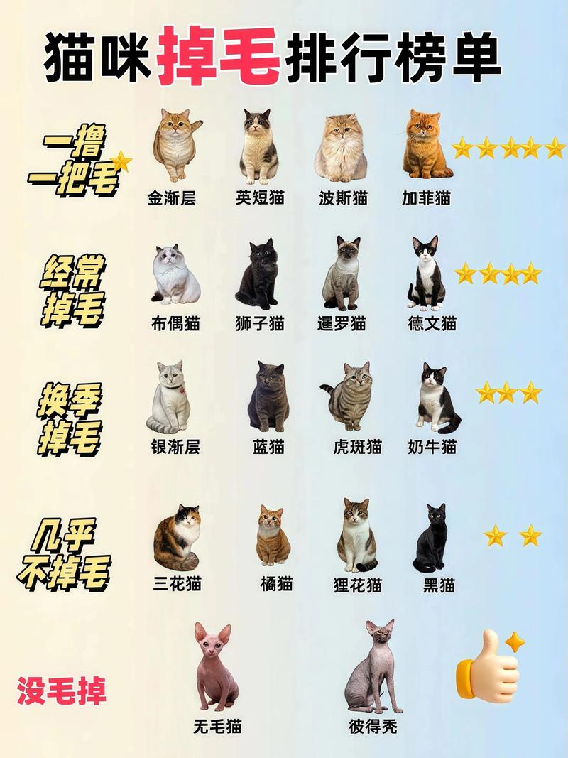 2026黑河橘猫纯种推荐与避坑指南：正规繁育基地盘点