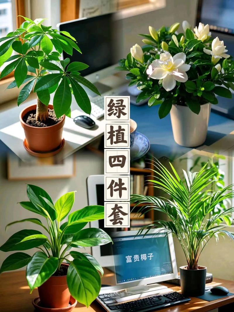 2026云浮绿植盆栽养护服务商排名及专业养护全攻略