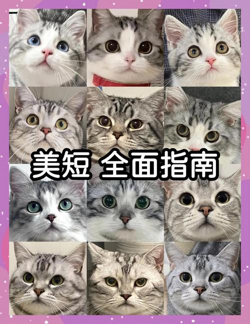 2026年娄底美短虎斑配种盘点:正规机构前十强选种标准与费用 2026年娄底美短虎斑配种盘点:正规机构前十强选种标准与费用