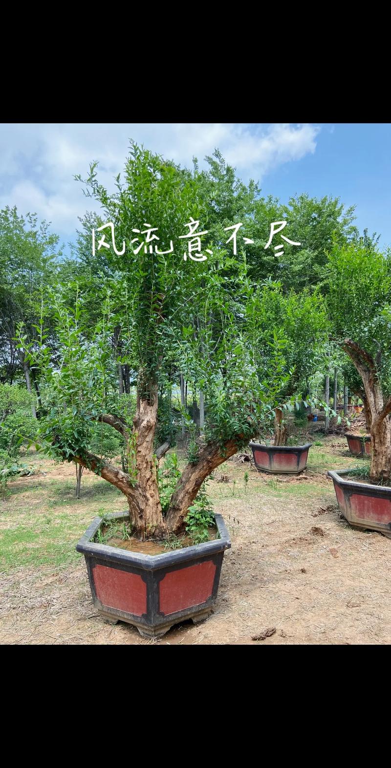 枣庄盆景批发经销商多少钱?2026年盆景采购价格参考与渠道选