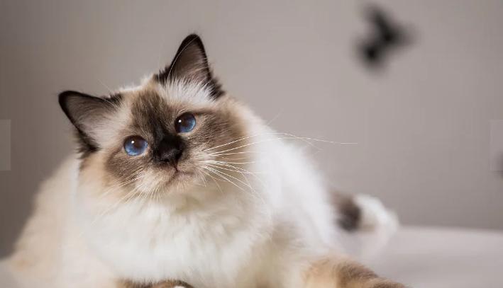 2026丹东伯曼猫纯种前5名推荐：正规厂家、价格及避坑指南