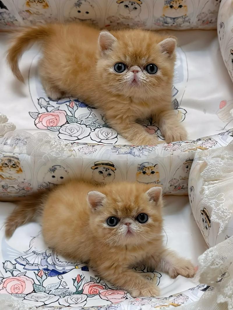 长沙加菲猫纯种推荐:2026年正规猫舍TOP3与选购避坑指南