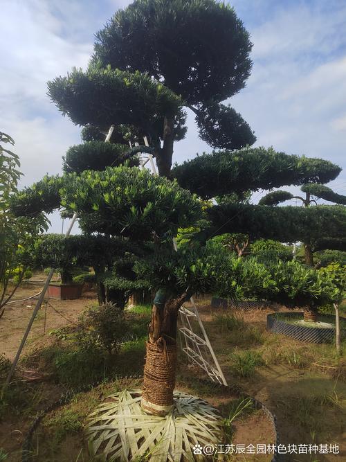 葫芦岛景观盆景移栽施工队推荐：工程绿化全流程管理与施工规范