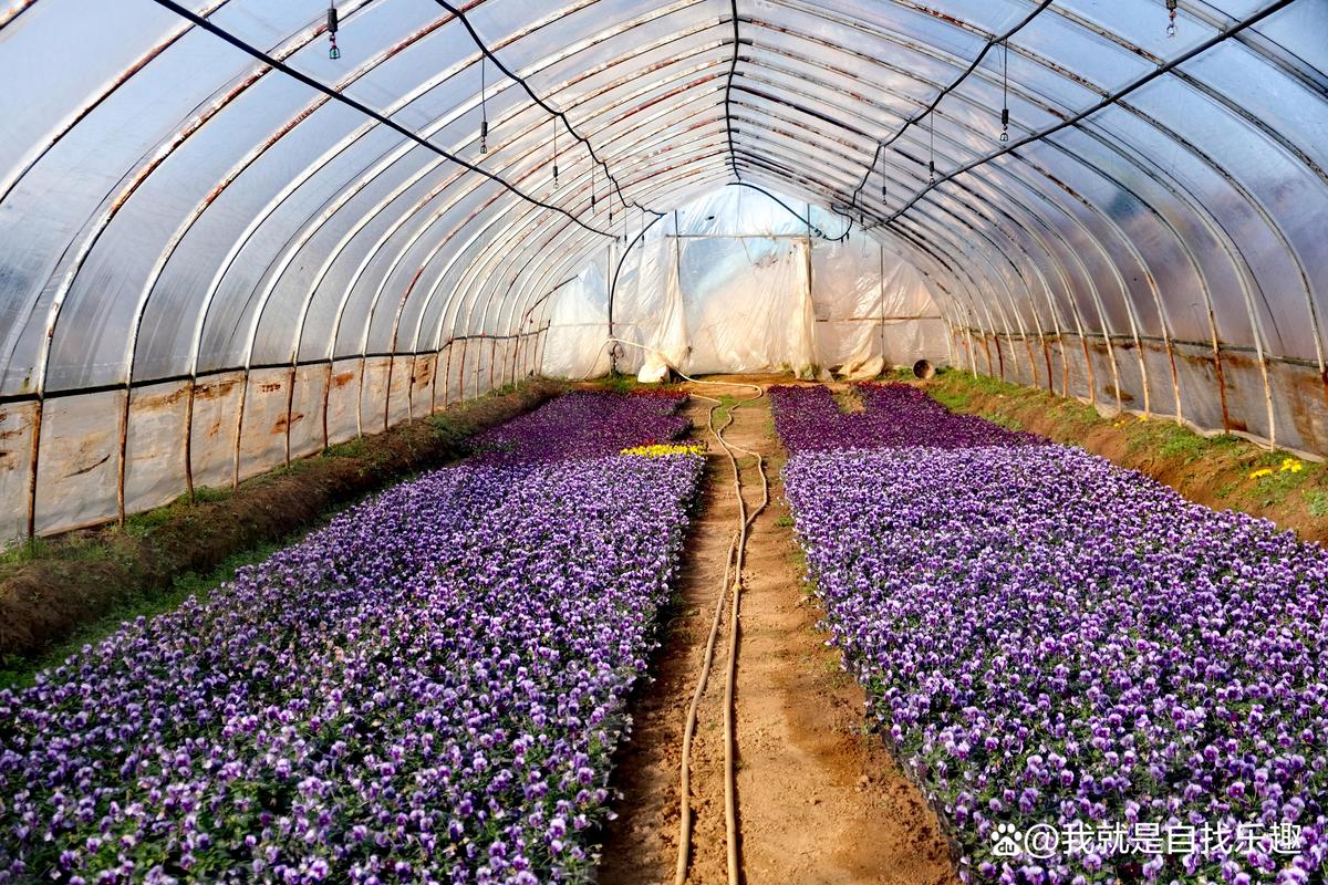 2026渭南观赏花卉种植厂家口碑推荐:这五大品类成市场新宠