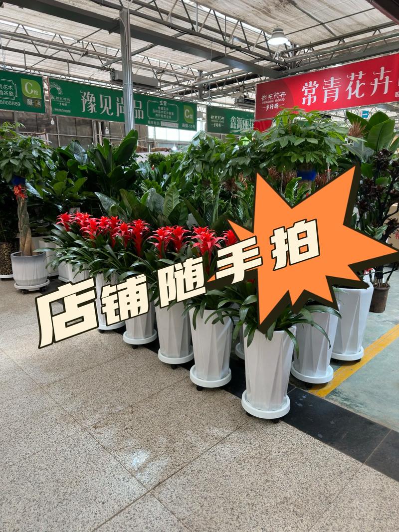 郑州鲜花绿植源头厂家哪家好?2026年正规商家排名与避坑指南