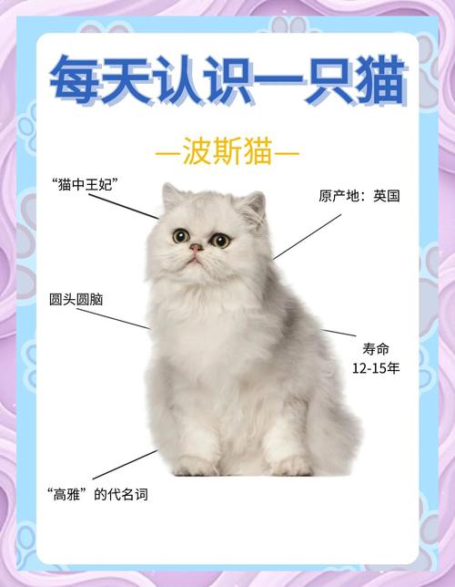 舟山波斯猫出售避坑全攻略：正规渠道选购与价格解析
