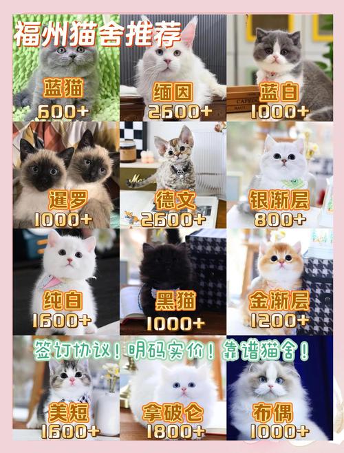 2026年曲靖埃及猫纯种价格参考:正规商家排名与选购避坑指南
