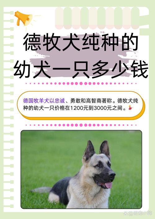 2026随州德牧出售推荐清单:如何甄别正规厂家与避坑指南