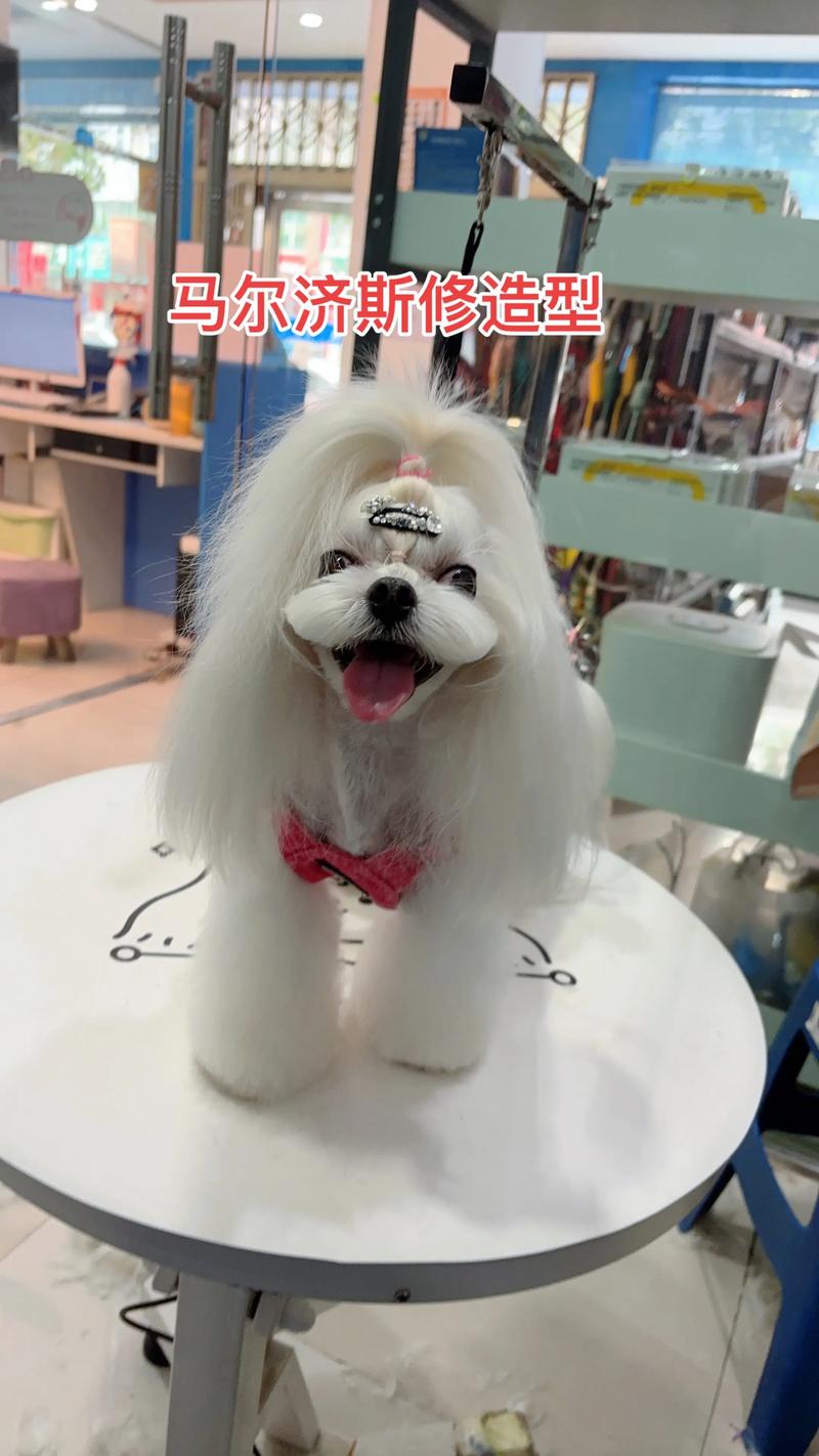 2026兰州马尔济斯纯种推荐TOP5:正规犬舍前十强盘点与避