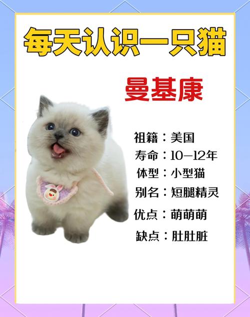 2026咸阳伯曼猫纯种推荐清单与专业购买指南