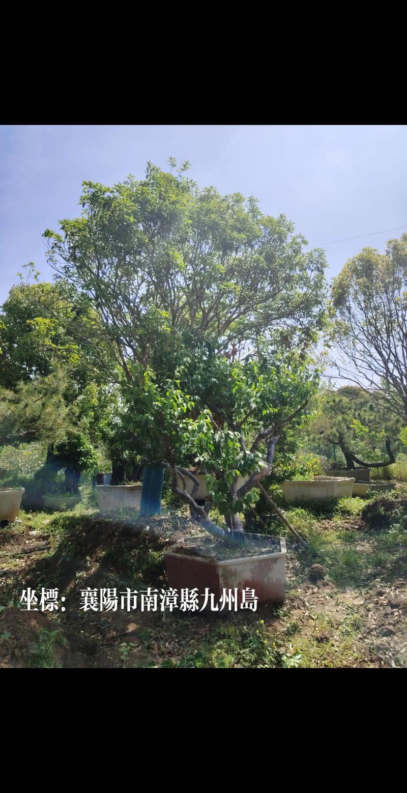 黄冈盆景代理商价格行情分析、选购指南与避坑指南