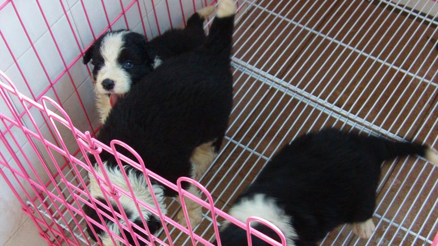 广州伯恩山配种前十强盘点：正规犬舍推荐与选购指南