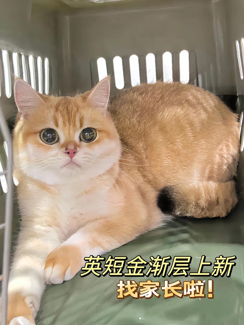 2026年广州金渐层购买指南:正规渠道推荐与避坑清单