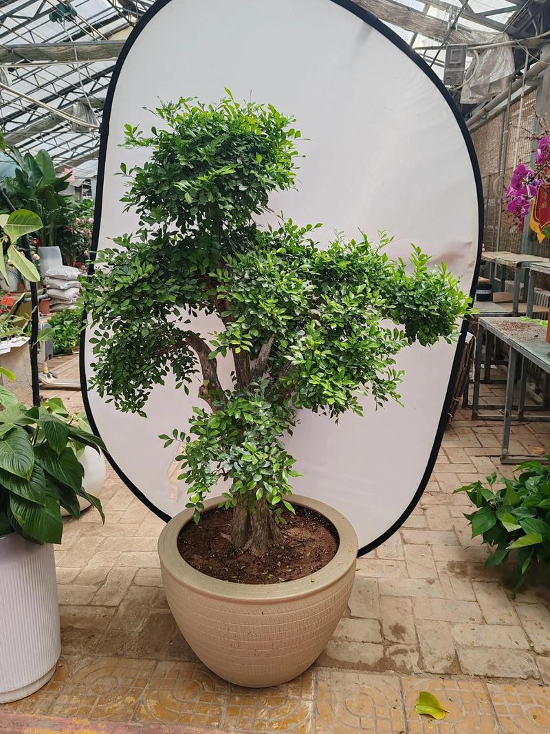 商丘观赏绿植出售正规渠道解析与庭院盆景选购避坑指南