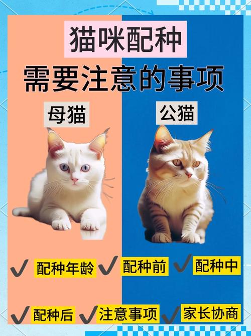 淄博新加坡猫配种怎么选?2026繁育方案对比与正规繁育者避坑