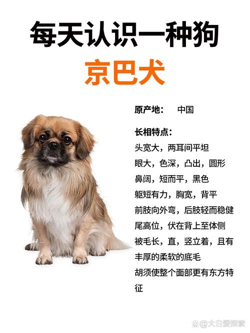 2026承德京巴正宗正规犬只选购指南：承德宠物市场口碑与避坑