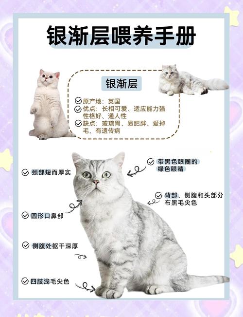 2026年白银埃及猫配种前3强:正规繁育机构与口碑推荐指南