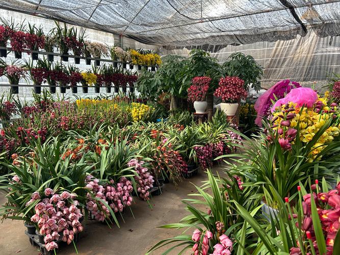 2026福州鲜花供货企业哪家强？花艺工程与源头采购避坑指南