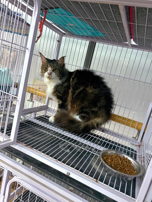 2026抚州新加坡猫厂家TOP5推荐：正规资质、价格参考与避