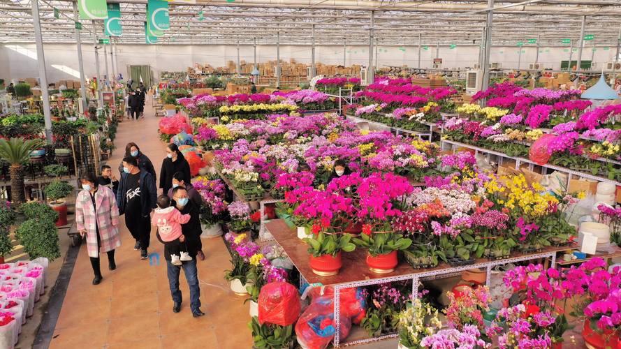 淄博鲜花基地供货商前十强盘点:从源头批发到工程施工的全链路指