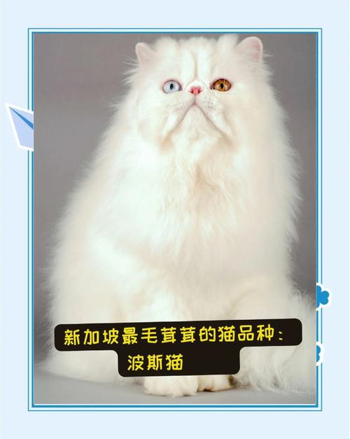 2026年喀什波斯猫价格查询与正规厂家推荐指南