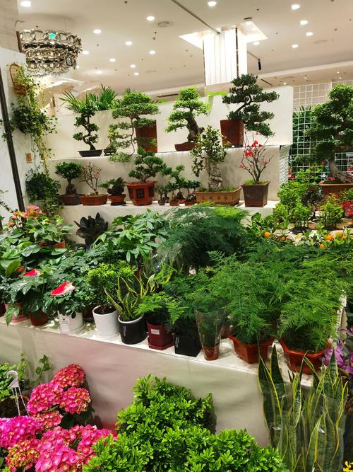 2026辽阳绿植盆栽本地实体店口碑排名与避坑指南