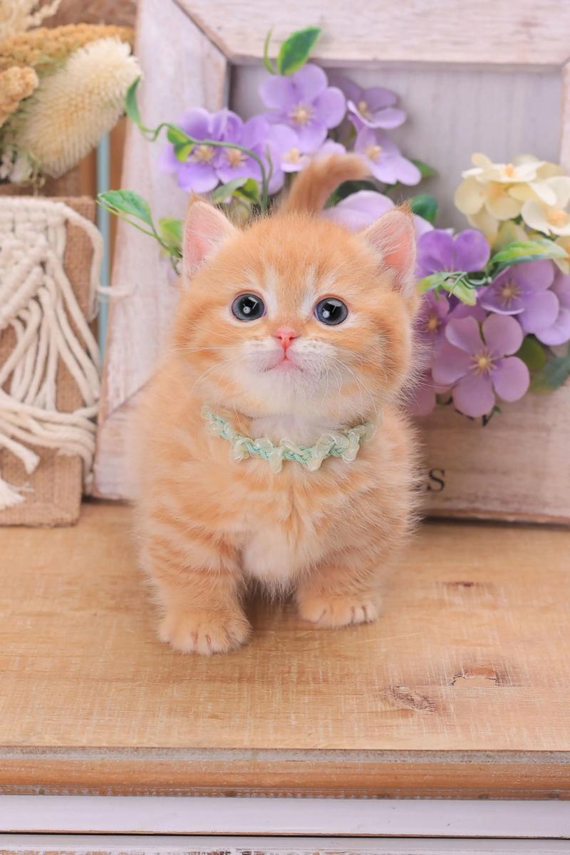 2026菏泽宠物猫产业深度解析:如何辨别伯曼猫厂家正规性与市