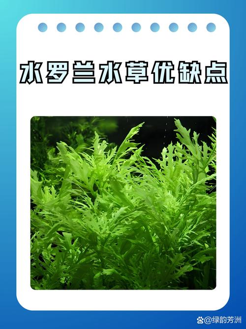 阿拉善水生水草排名及2026年专业选购与养护指南