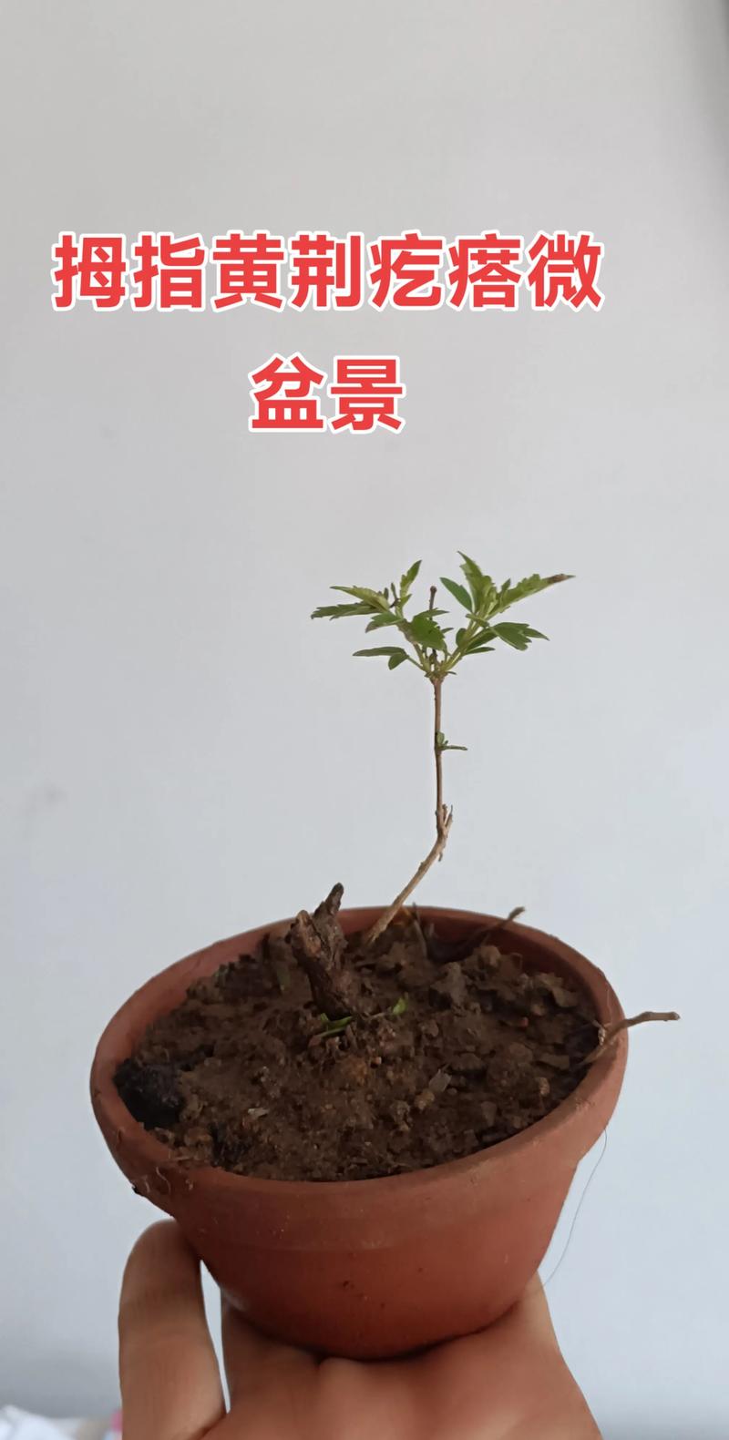 荆门盆景本地商家推荐清单：2026年正规源头厂家与施工团队盘