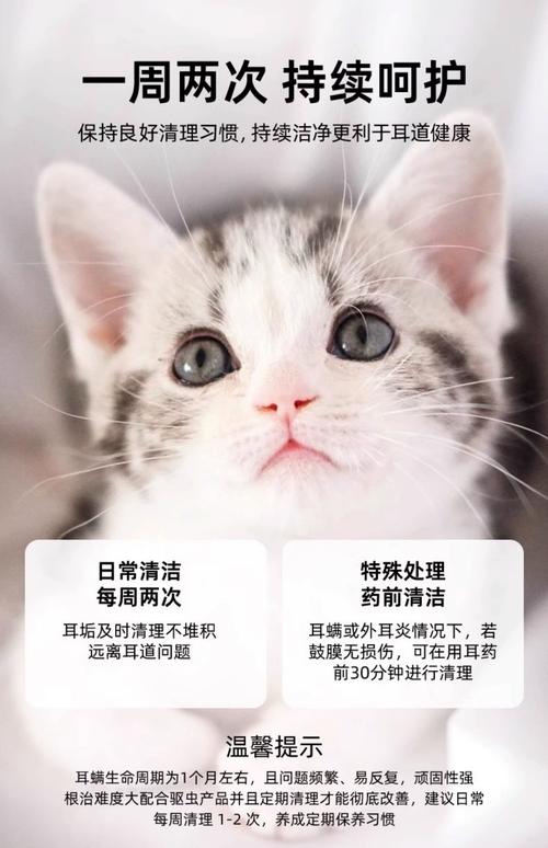 昌都本地宠物耳道清洁推荐清单：正规服务TOP5与避坑指南