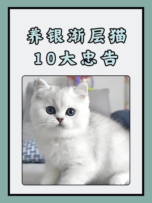 2026信阳银渐层配种正规渠道与服务指南