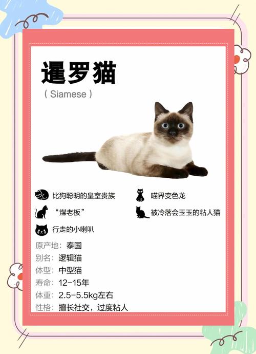 2026大理暹罗猫正宗排行榜：繁育资质、健康保障与环境服务深