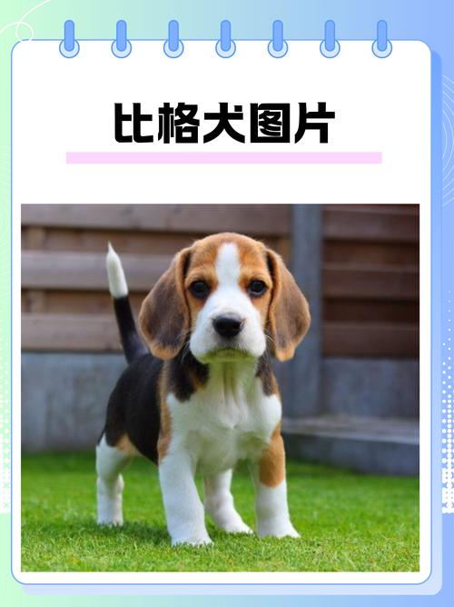 2026大同比格纯种正规推荐:宠物犬市场避坑指南与选购攻略