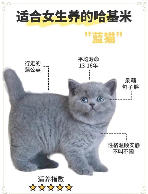 六安英短蓝猫厂家推荐：正规资质、价格透明及选购避坑指南